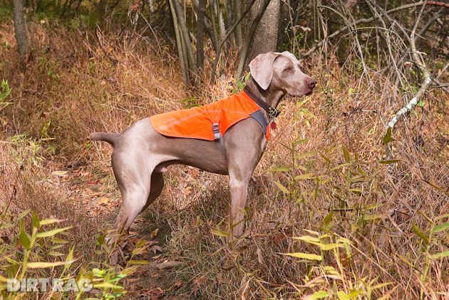 Review: Ruffwear Track Jacket (for dogs!) and Bivy Bota Bowl