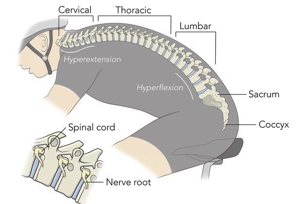 spine-owners-illustration
