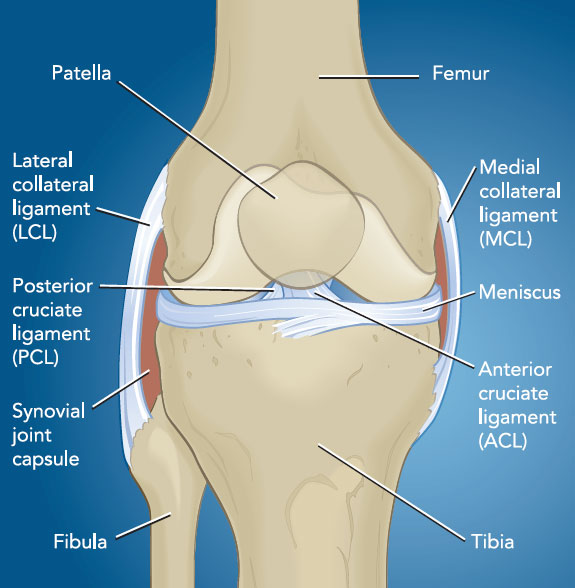 knee-owners-bone-1